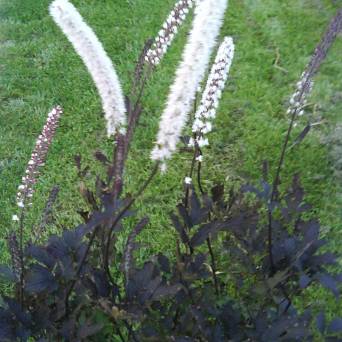 Actaea simplex 'Black Negligee' - Pluskwica gałęzista