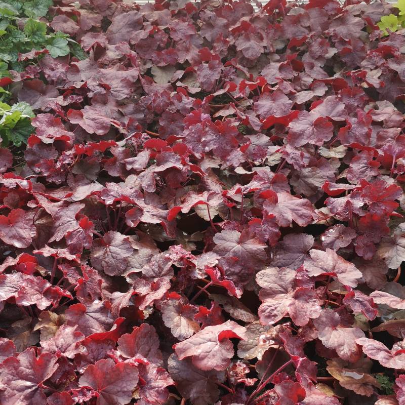 Heuchera  x hybrida 'Northern Exposure™ Red' - Żurawka ogrodowa