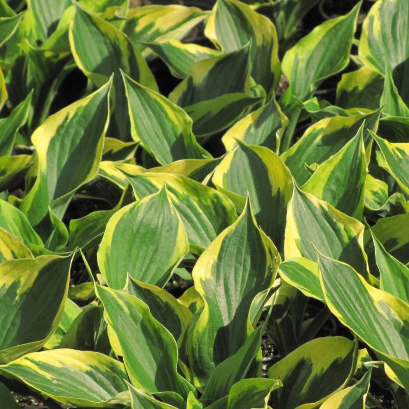 Hosta fortunei 'Twilight' - Funkia