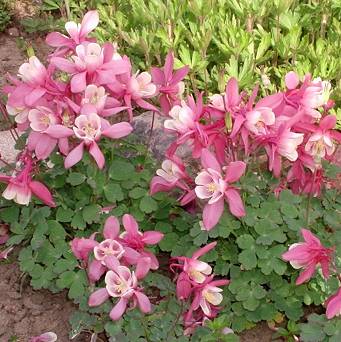 Aquilegia caerulea 'Spring Magic Rose and Ivory' - Orlik błękitny