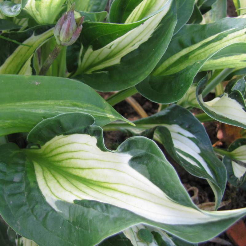 Hosta 'Whirlwind' - Funkia