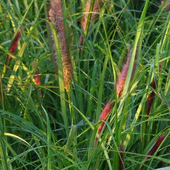 Pennisetum alopecuroides 'Red Head' - Rozplenica japońska