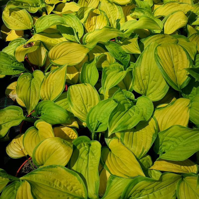 Hosta 'Stained Glass' - Funkia