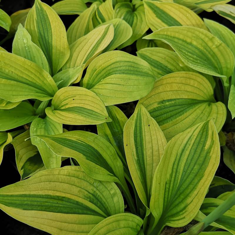 Hosta 'Moon Split' - Funkia