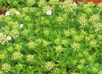 Thymus praecox 'Albiflorus' - Macierzanka wczesna