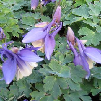 Aquilegia caerulea 'Earlybird Purple Blue' - Orlik błękitny