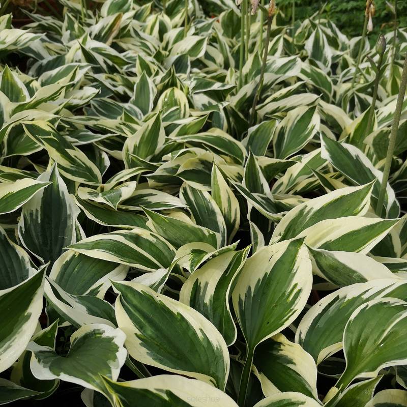 Hosta fortunei 'Patriot' - Funkia