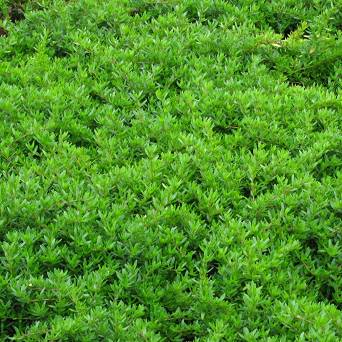Thymus longicaulis - Macierzanka kaskadowa