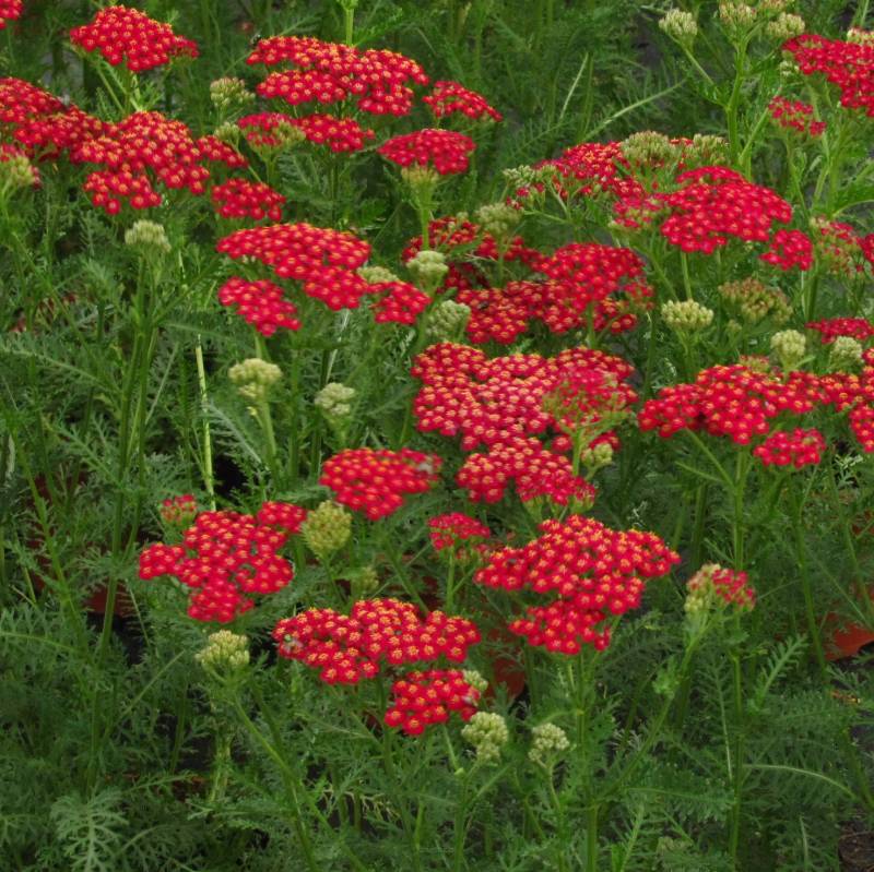 Achillea millefolium 'Red Velvet' - Krwawnik pospolity