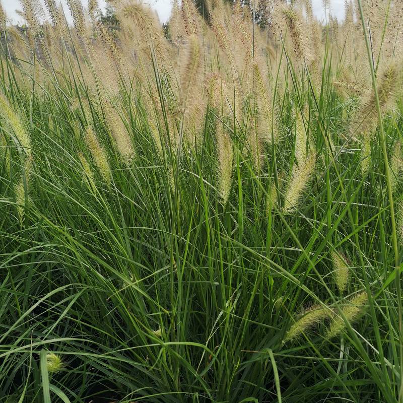 Pennisetum alopecuroides 'Lady U' - Rozplenica japońska