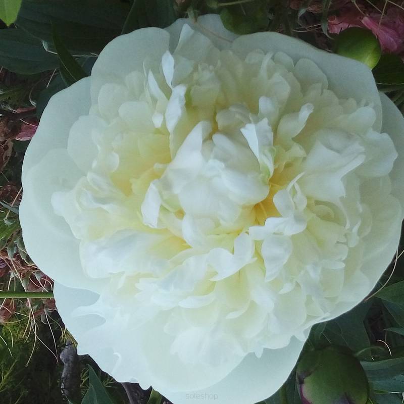 Paeonia lactiflora 'Shirley Temple' - Piwonia chińska