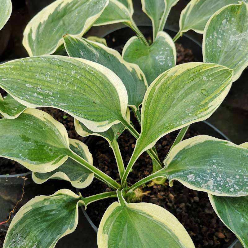 Hosta 'Orion's Belt' - Funkia C1,5