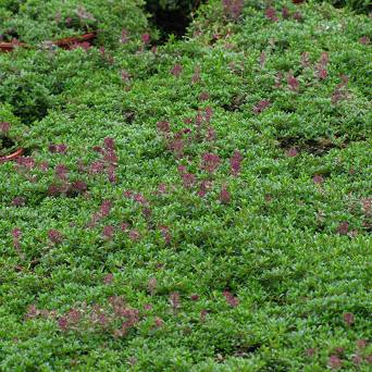 Thymus praecox 'Coccineus' - Macierzanka piaskowa