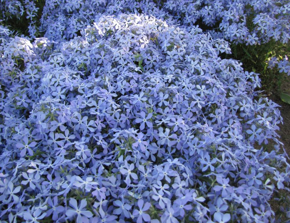 floks kanadyjski clouds of perfume