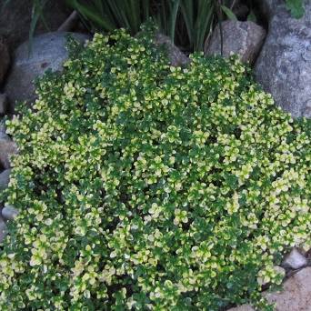 Thymus citriodorus 'Doone Valley' - Macierzanka cytrynowa